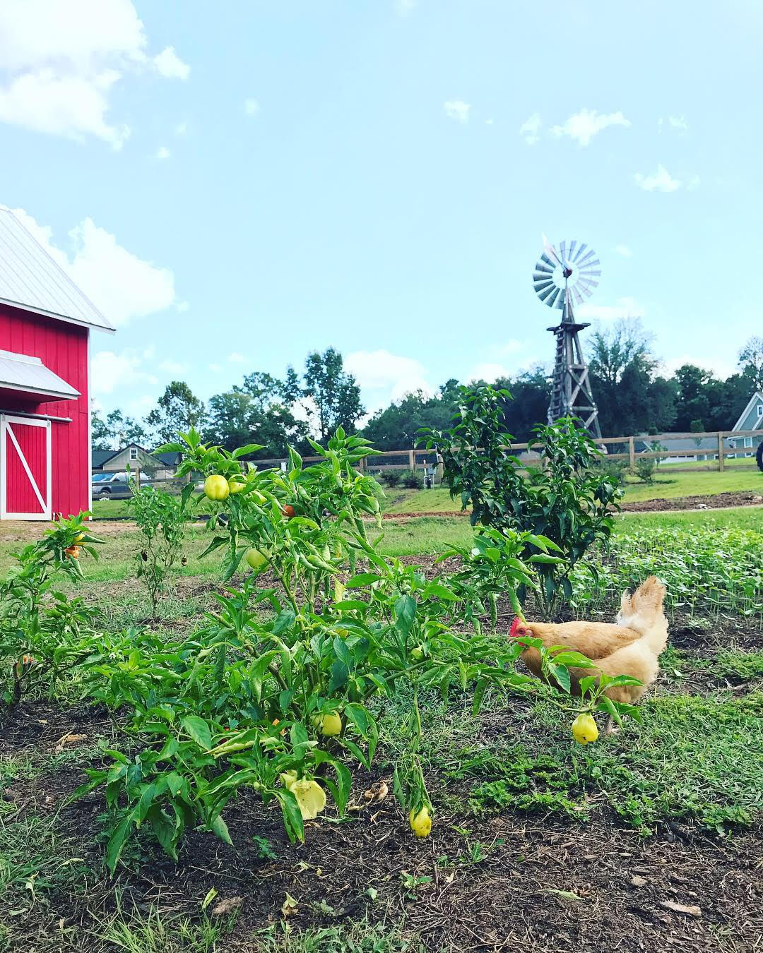 8 Health Benefits of Living on a Farm - Pine Dove Farm