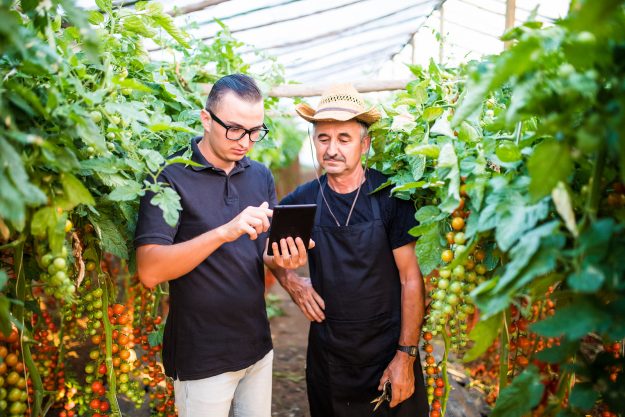 Two Agriculture Farmer Workers Ckecking Orders Of Cherry Tomato