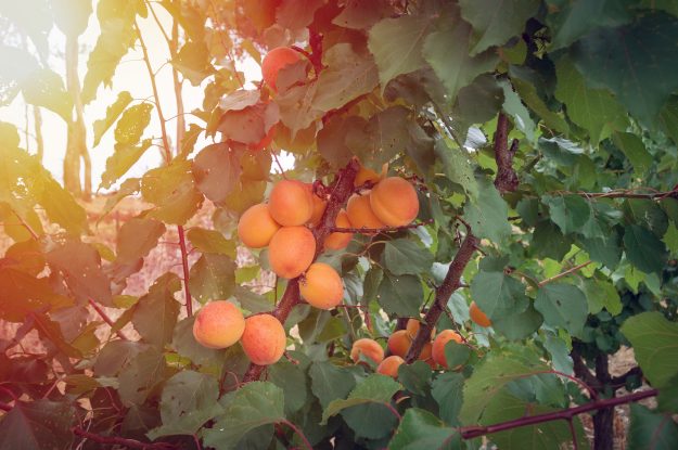 Close Up Of Ripe Apricots On A Branch On Apricot Tree In A Fruit