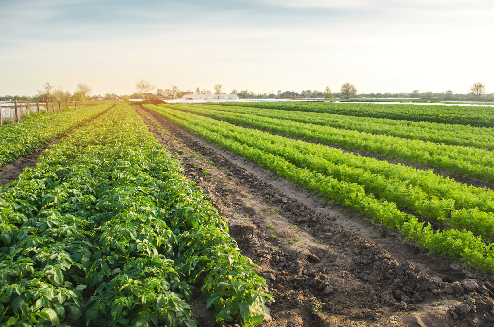 Agricultural Landscape With Vegetable Plantations. Growing Organ